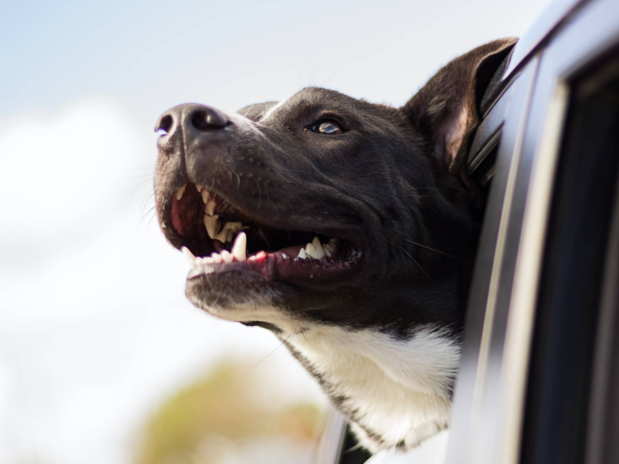 How to safely travel with your dog